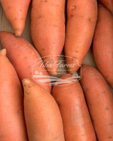 Periogard Sweet Potato